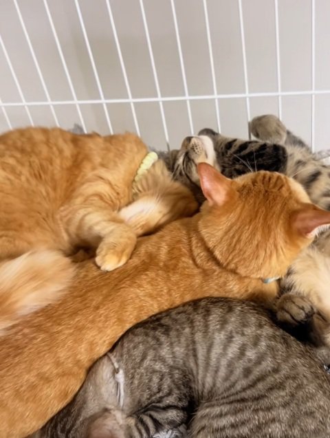 固まって寝る猫達