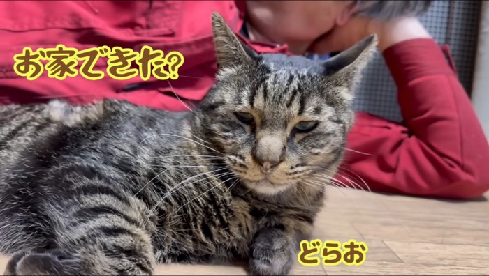 男性に添い寝してもらう息子猫