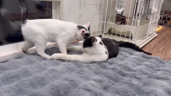 おでこをくっつける2匹