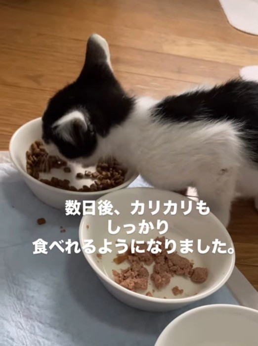 ドライフードを食べる子猫