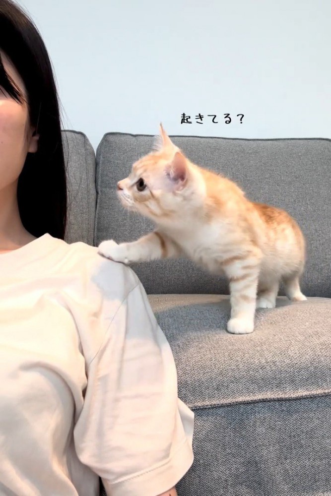 人の肩に前足を乗せる猫