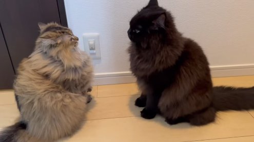 お座りして向かい合う2匹の猫（横）