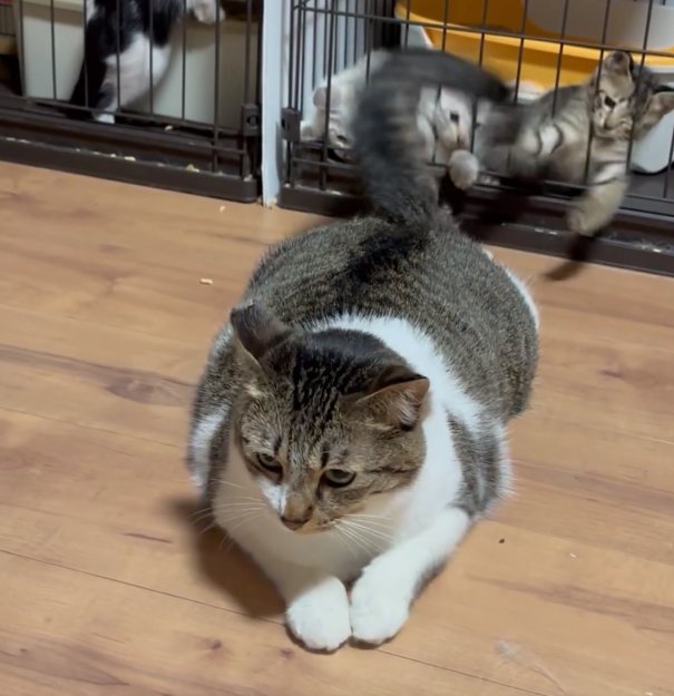 しっぽを左に動かすぴえんくん