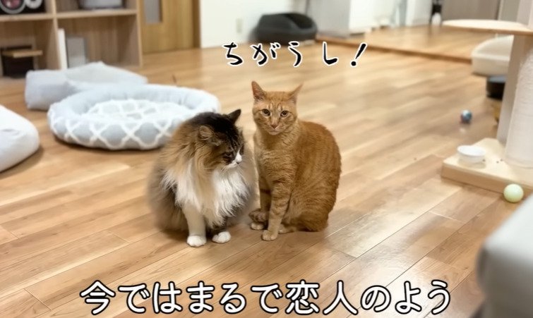 同居猫と並ぶ猫