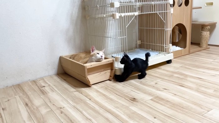 寄ってきた子猫