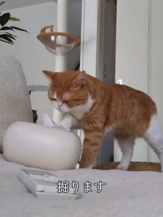 ティッシュを掘る猫