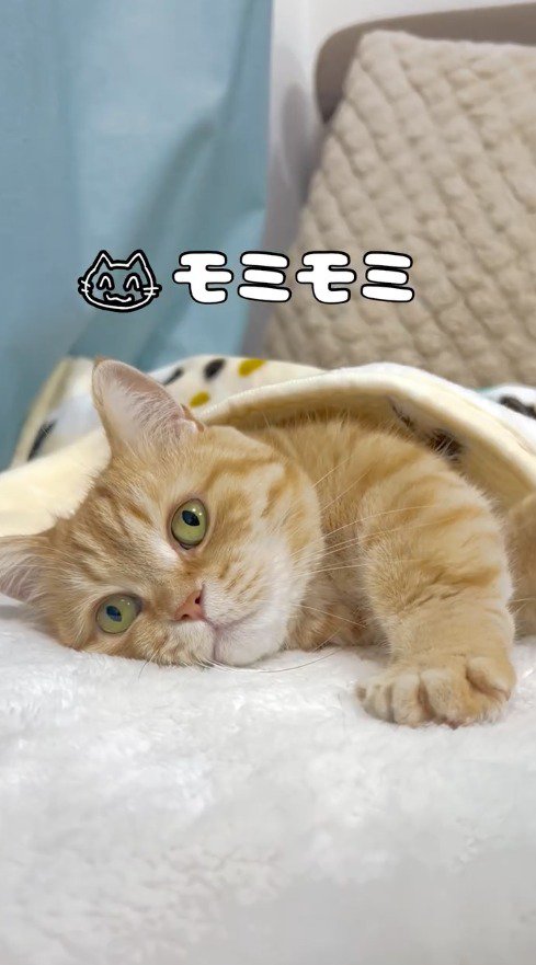 毛布から手を出す猫