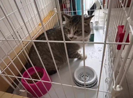 ケージに入った猫