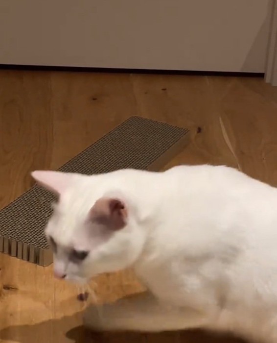 どこかへ行く猫