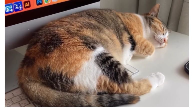 パソコン前で眠る猫