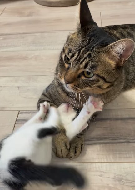 向かって左を見るキジトラ猫と仰向けの子猫