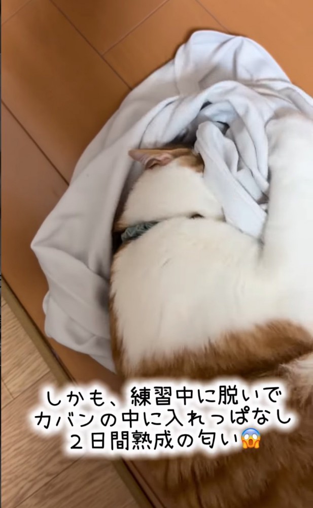 シャツを握りしめる猫
