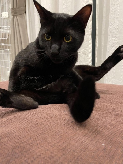 足を広げて座る猫
