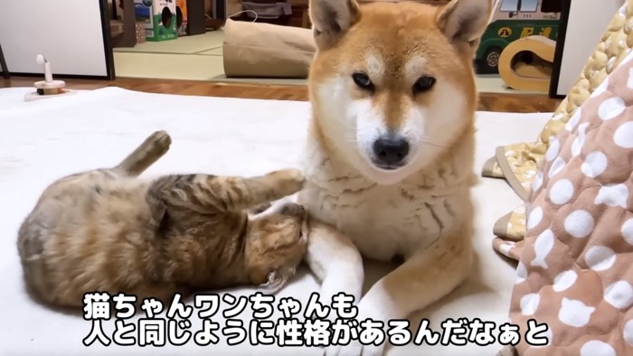 柴犬の横でゴロンする猫