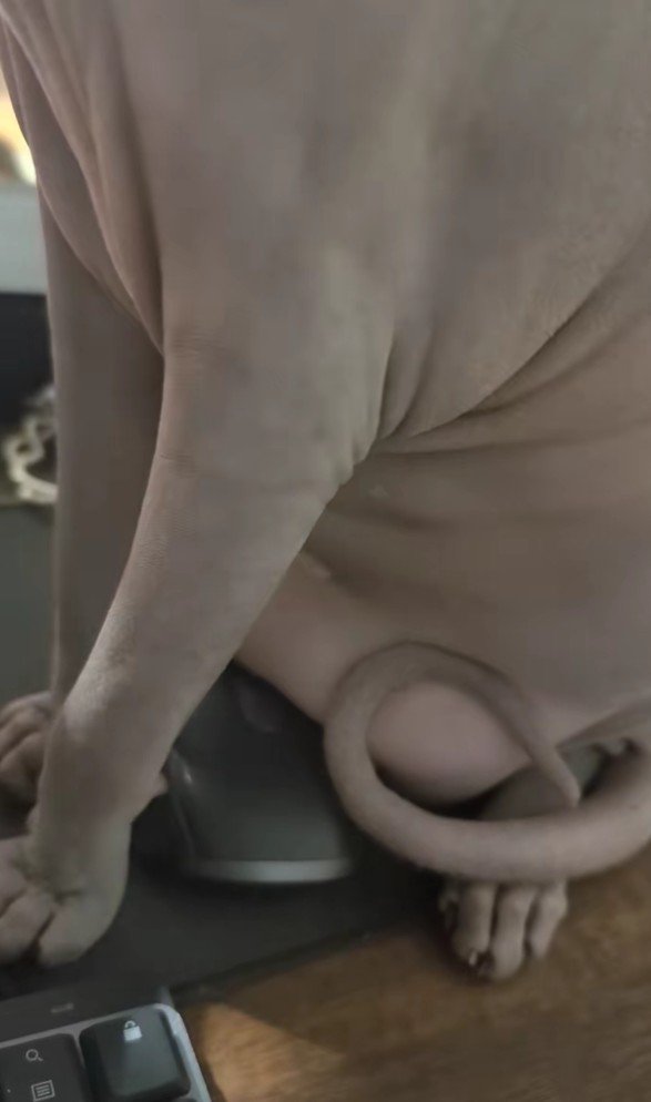 マウスにお腹をのせているスフィンクス