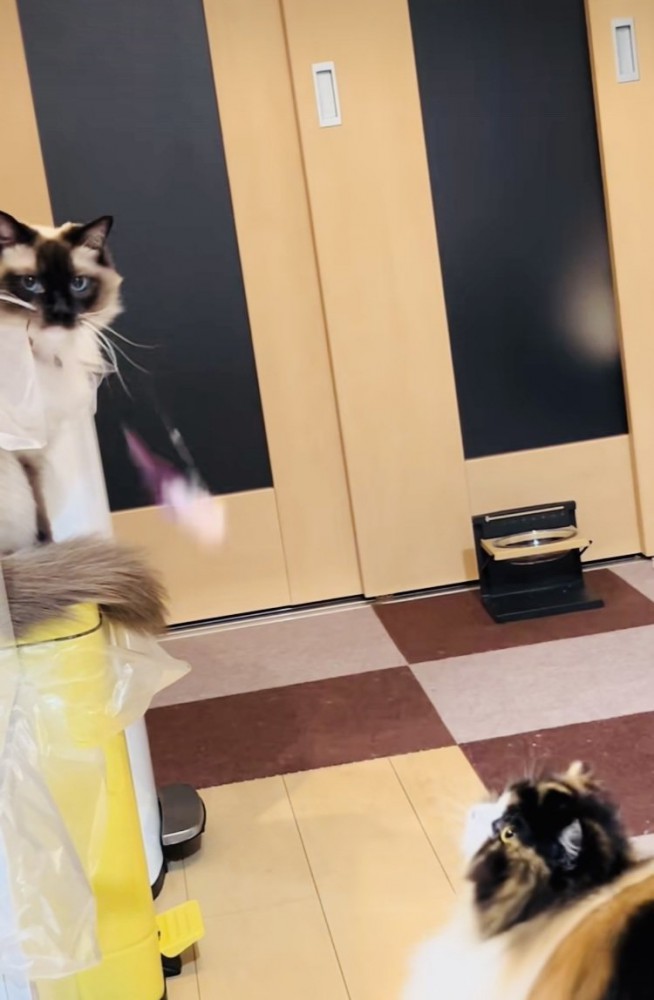 おもちゃで遊ぶラグドールとスコティッシュフォールド