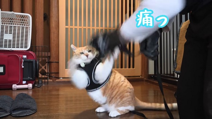 人の手に攻撃する猫
