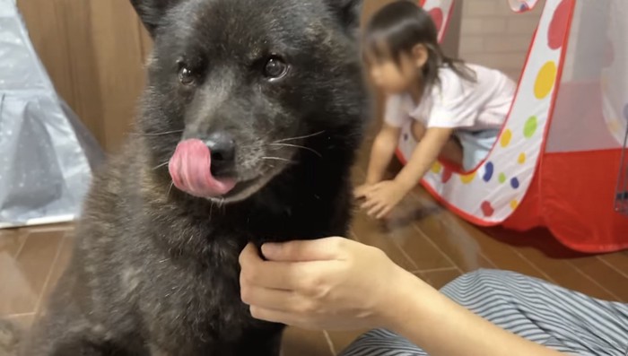 舌をペロリと出す甲斐犬