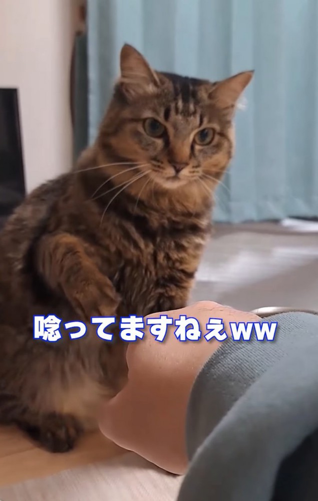 猫パンチの構えをする猫