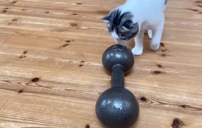 ダンベルを嗅ぐ子猫
