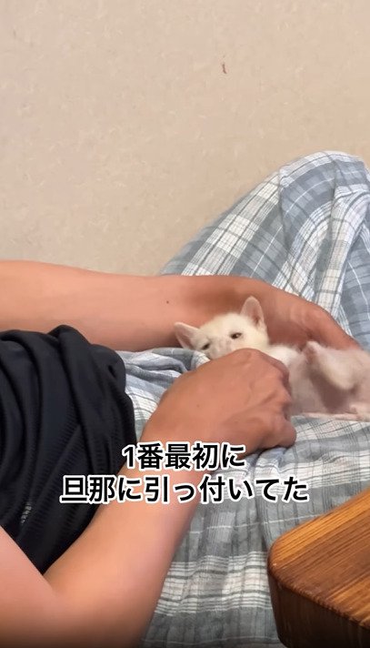 撫でられる子猫