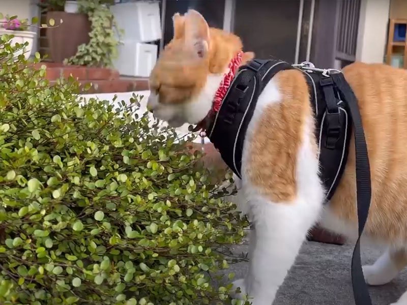 花壇のニオイを嗅ぐ猫