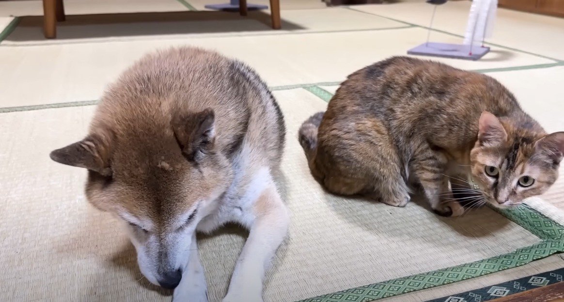 畳の上に並ぶ柴犬と猫