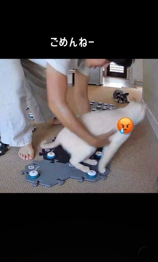 飼い主が抱き上げようとして逃げる猫