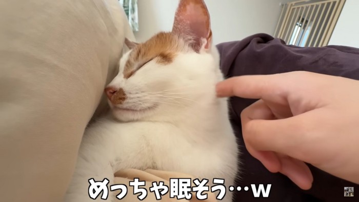 猫を撫でる人間