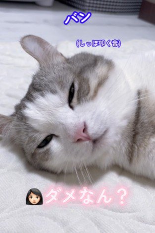 しっぽを叩きつけた猫