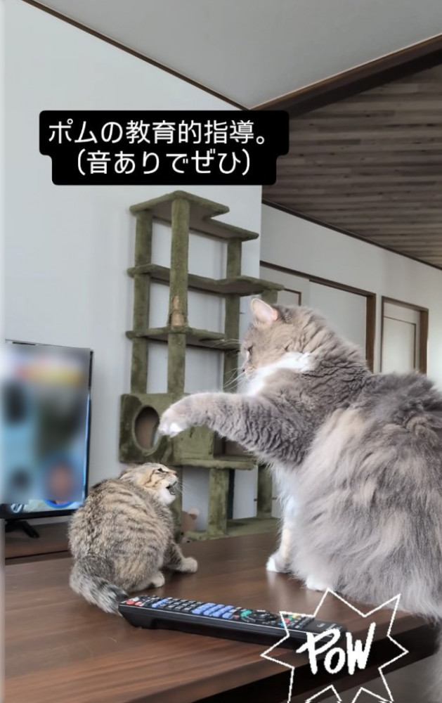 威嚇する子猫をパンチするサイベリアン