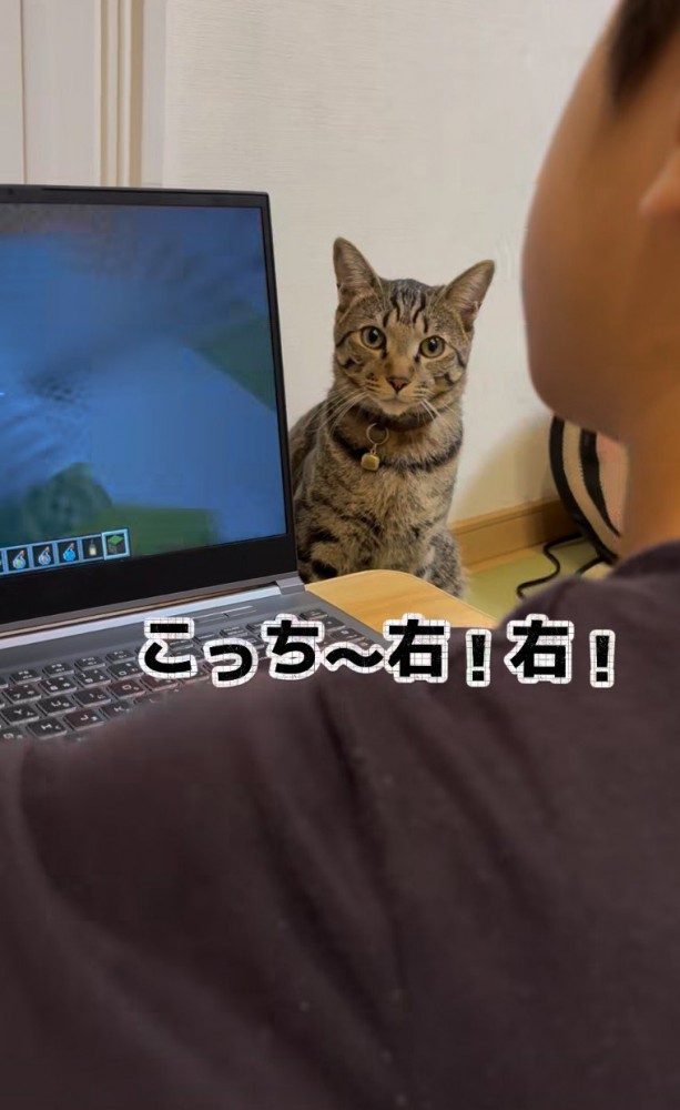 PCの裏にいる猫