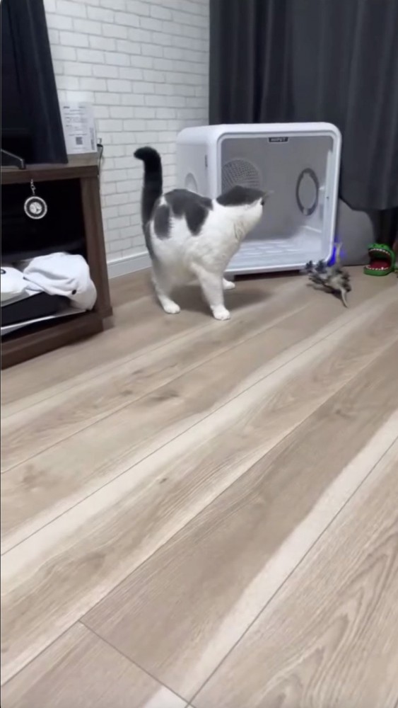 倒れるおもちゃを見つめる猫