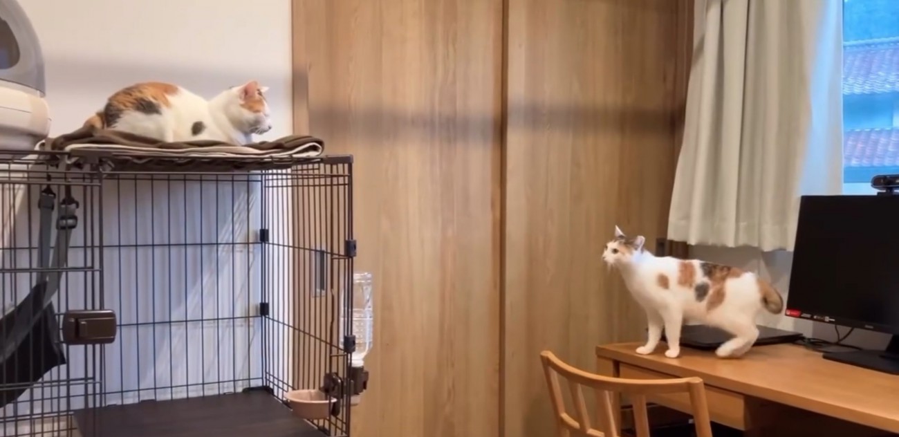 ケージの上を見つめる猫