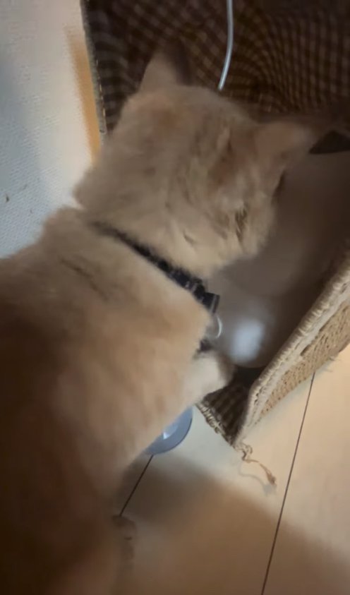 白い自動給餌器の前に座っている猫の後ろ姿