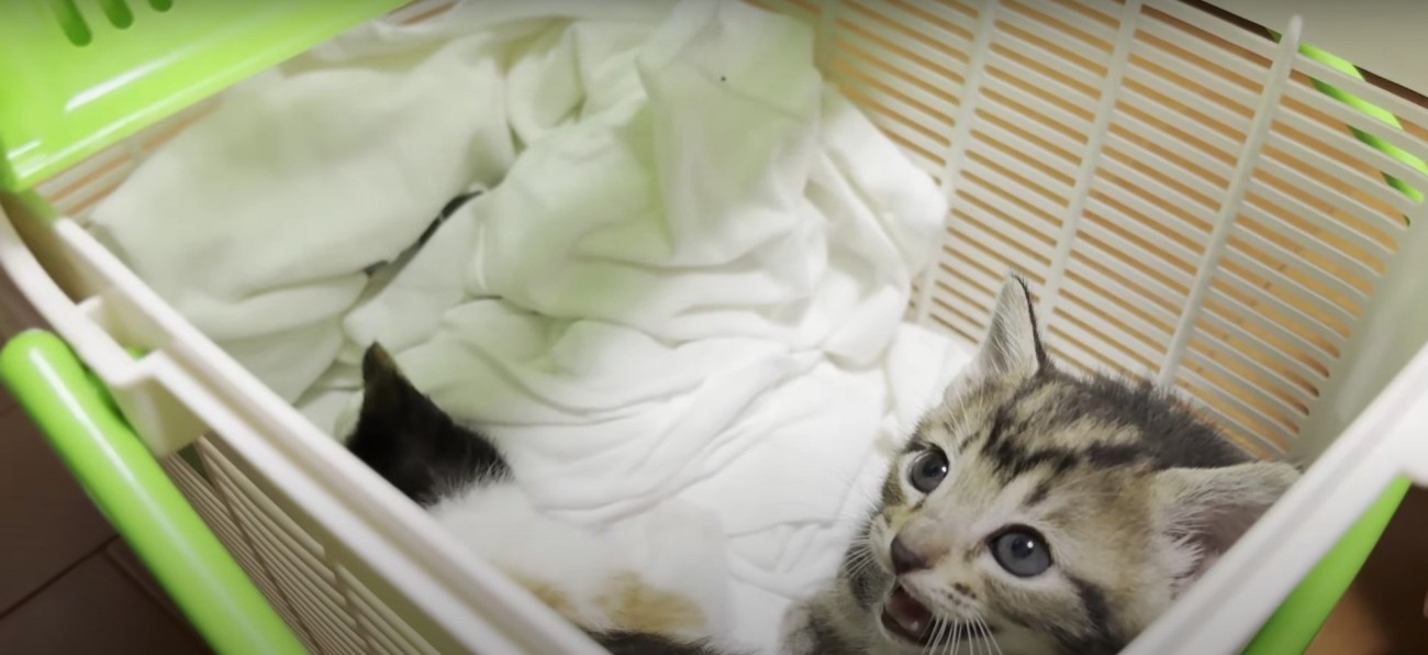 キャリーバッグの中の子猫