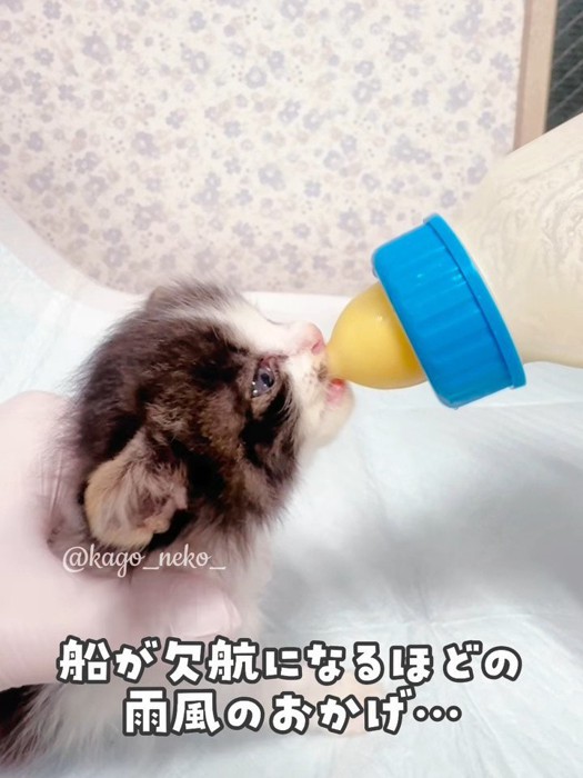 真剣にミルクを飲む子猫