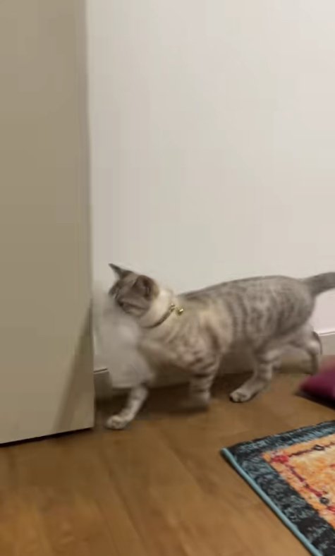 目の前にあるドアに気づかず歩いている猫