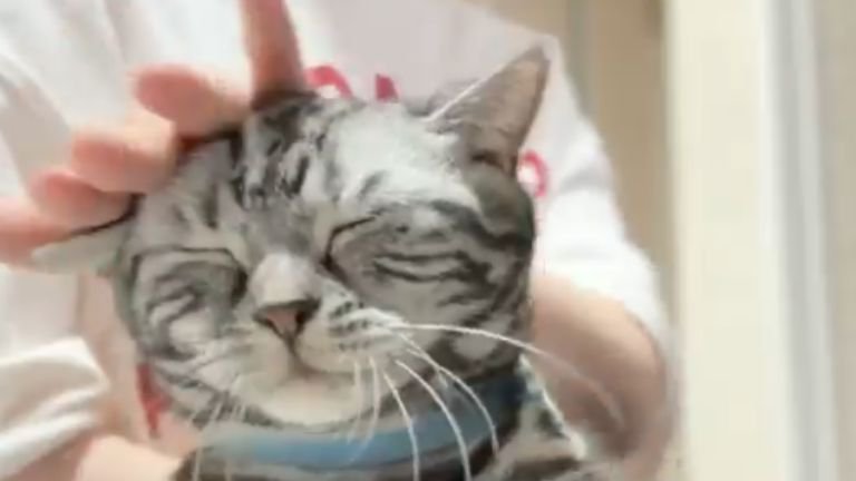 撫でられている猫