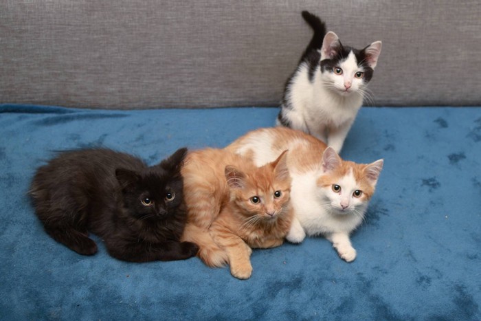 4匹の子猫たち