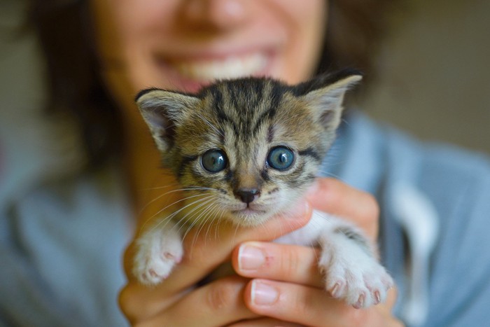 カメラ目線の子猫