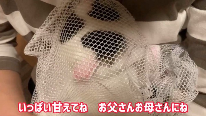 上から見た抱っこされる猫