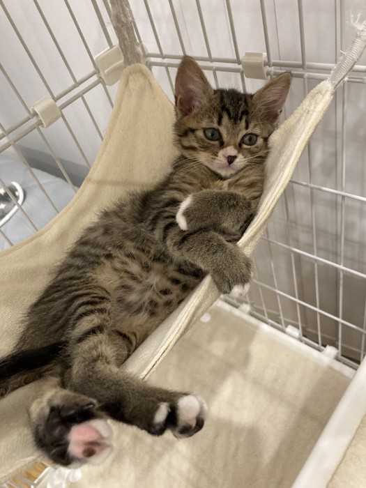 ハンモックに横たわる猫