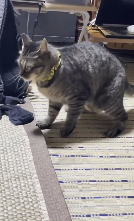 安堵するノラくん