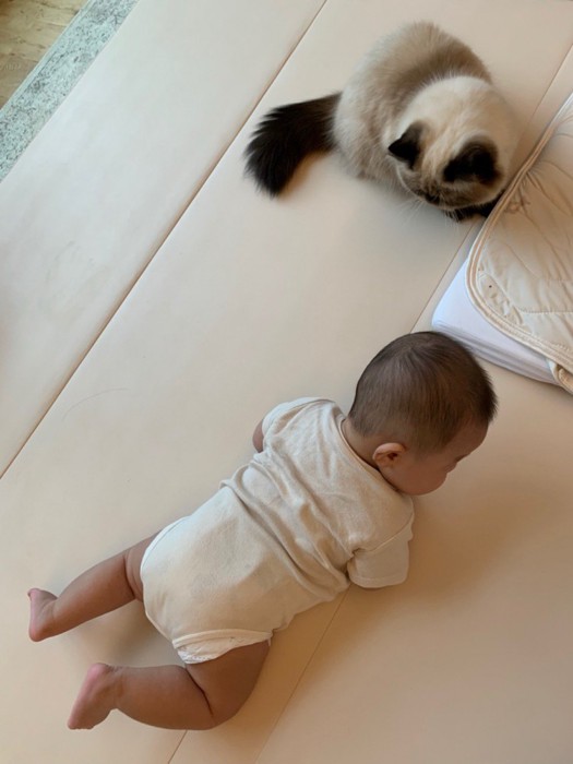 うつ伏せの赤ちゃんを見る猫