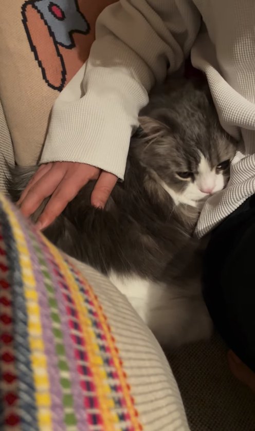 飼い主とソファの隙間にめりこんで俯いている長毛猫