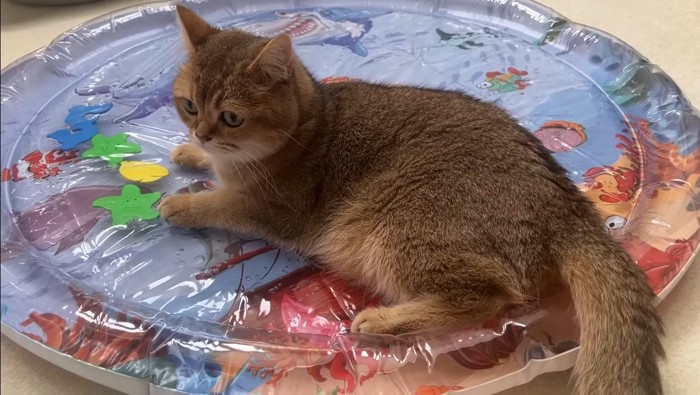 休むこたつくん