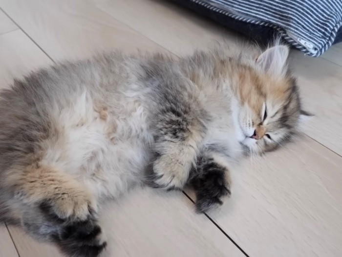 爆睡する子猫の全身