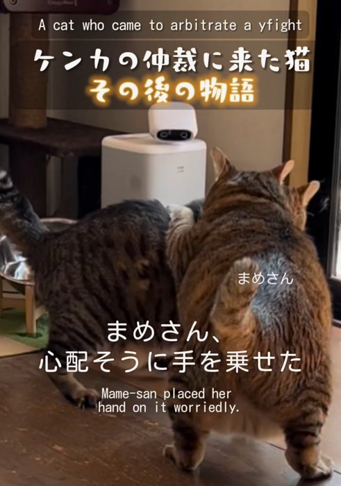 猫の背中に前足を乗せる猫