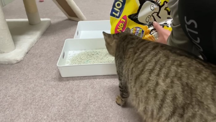 子猫用トイレを見る成猫